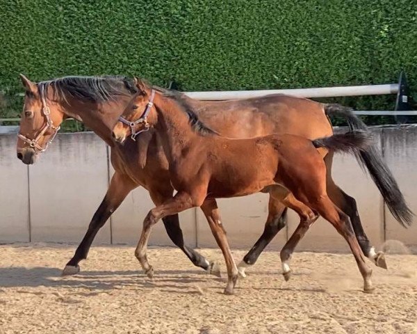 horse Ciara della Luna (German Warmblood, 2023, from Tannenhof's Chambretto Gt)