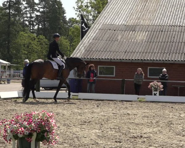 Reitturnier Mettingen 2023