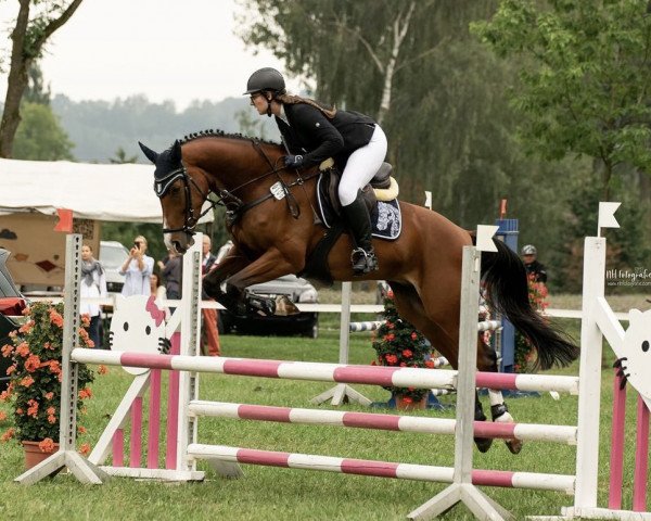 jumper All Magic v.d. Willenburg (Westphalian, 2016, from All Music)