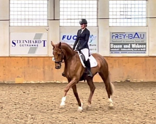 Dressurpferd First Lady v.d. Willenburg (Westfale, 2017, von First Selection)
