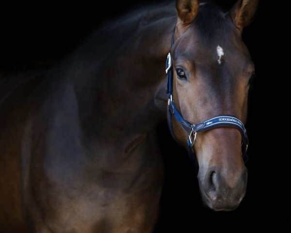 broodmare Molly Brown v.d. Willenburg (Westphalian, 2019, from DSP Marc Cain)
