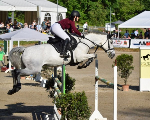 jumper Rassina - M (German Sport Horse, 2015, from Cachassini)