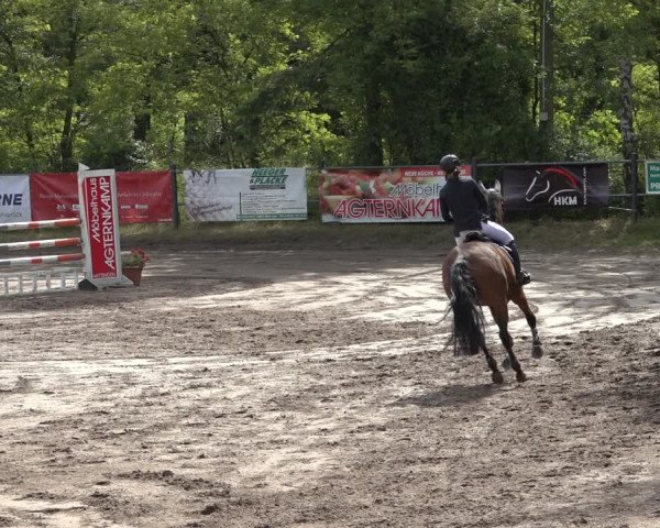 Reitturnier Mettingen 2023