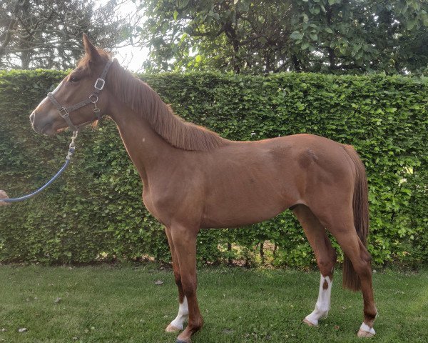 horse Taco van de Claevervallei (Belgian Warmblood, 2019, from Tangelo van de Zuuthoeve)