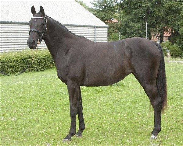 broodmare Fabrix Festina (Danish Warmblood, 2007, from Uno Don Diego) broodmare Fabrix Festina (Danish Warmblood, 2007, from Uno Don Diego)