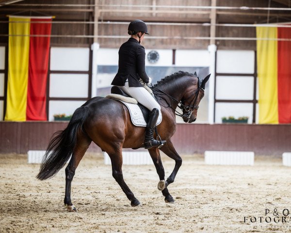 jumper Dancing Star 6 (German Riding Pony, 2009, from Dance Star AT NRW)