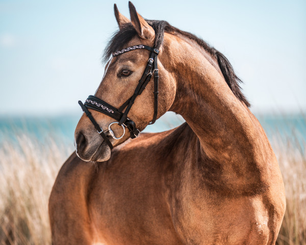 dressage horse Hesselteichs One in A Million (German Riding Pony, 2015, from A Gorgeous) dressage horse Hesselteichs One in A Million (German Riding Pony, 2015, from A Gorgeous)