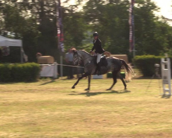 Reitturnier Wustrow 2023