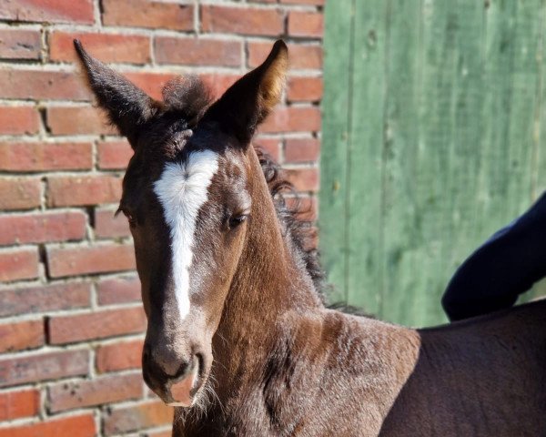 horse Filou (Hanoverian, 2023, from Figari)