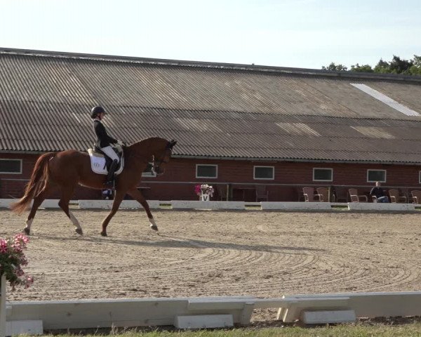 Reitturnier Mettingen 2023