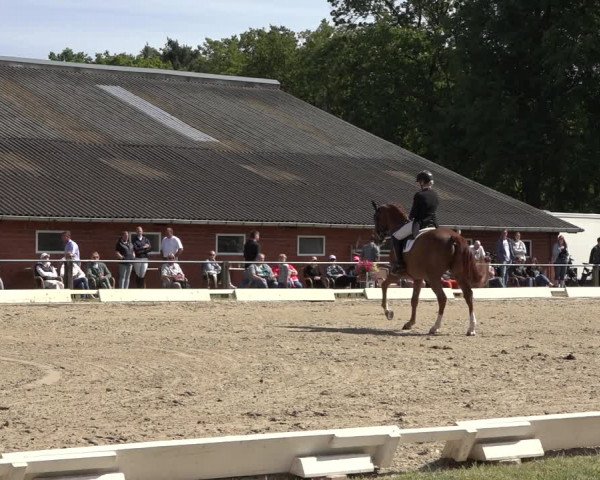 Reitturnier Mettingen 2023