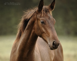 Pferd Oakley CS (Oldenburger Springpferd, 2022, von Ogano)
