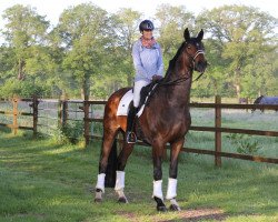 Dressurpferd Sir Sasse (Westfale, 2012, von San Cavalier Plus)