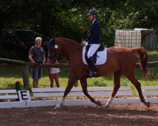 dressage horse Vegas 44 (Czech Warmblood, 2006, from Volonter-T)