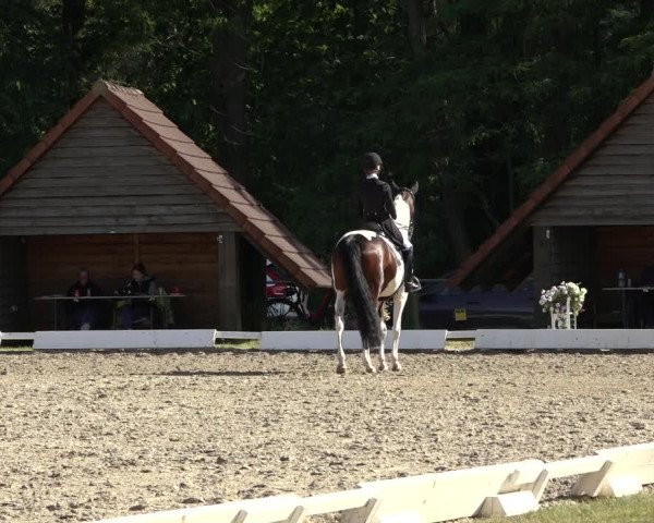 Reitturnier Mettingen 2023