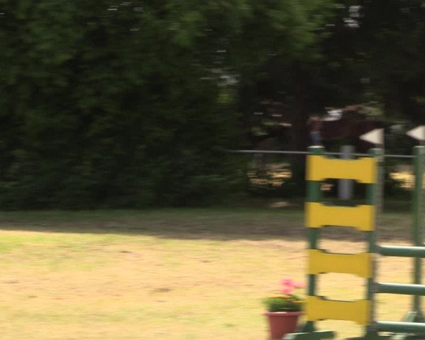 Reitturnier Wustrow 2023