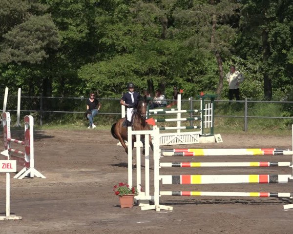 Reitturnier Mettingen 2023