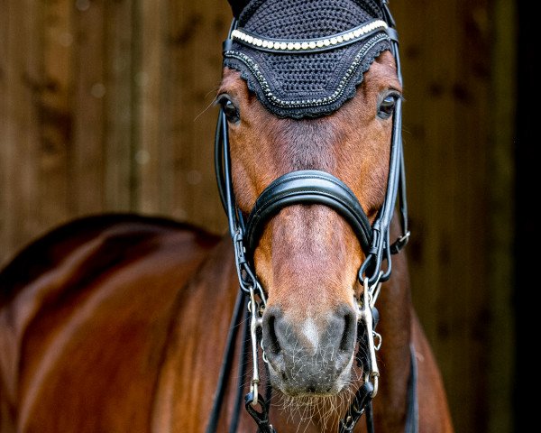 Dressurpferd Something Special 19 (Deutsches Reitpferd, 2014, von Simsalabim)