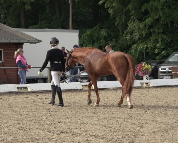 Reitturnier Mettingen 2023