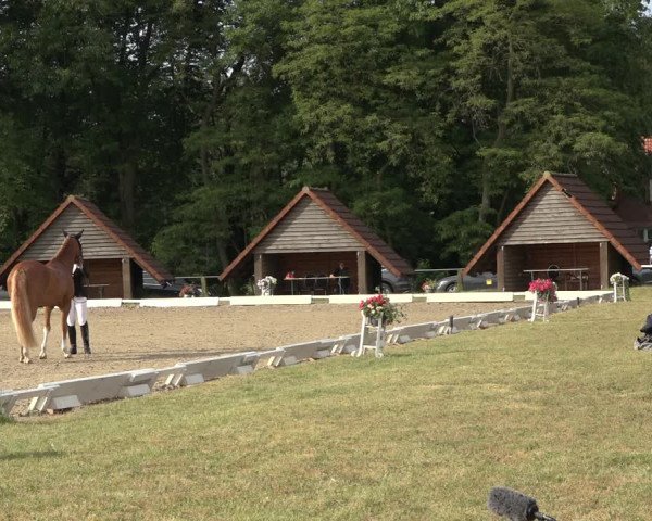 Reitturnier Mettingen 2023