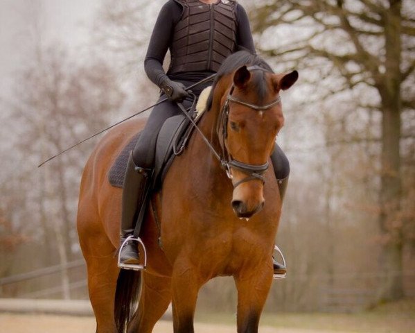 horse Flynn 24 (Westphalian, 2009, from Floresco NRW)