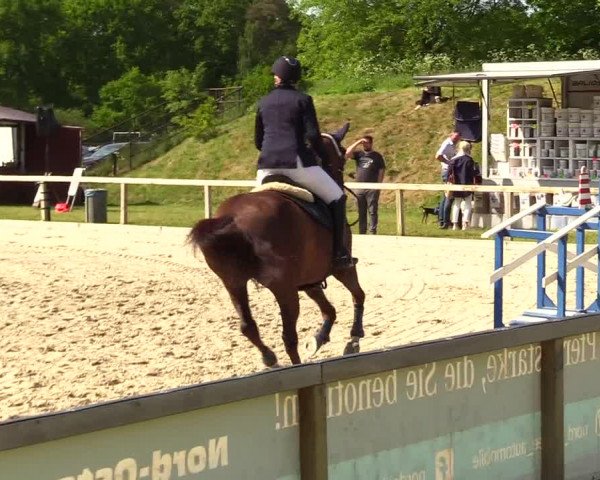 Reitturnier Kropp 2023