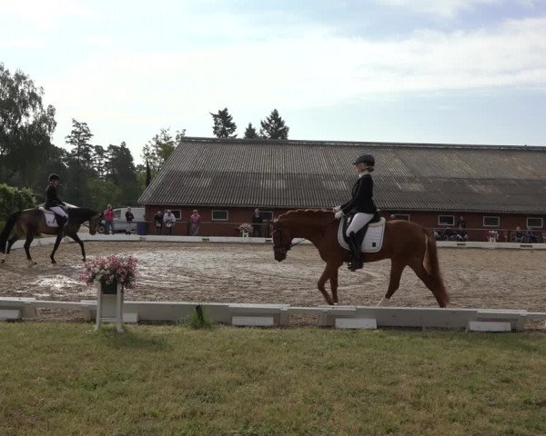Reitturnier Mettingen 2023