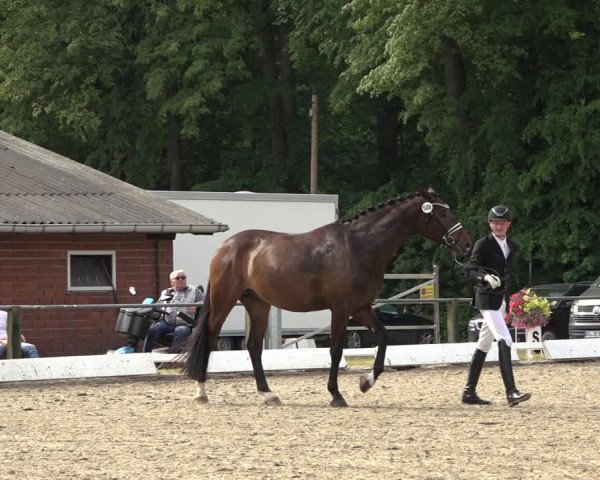 Reitturnier Mettingen 2023