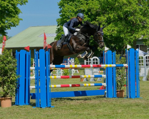 jumper Vite Valoo Sassoon (Hanoverian, 2013, from Viscount 22)