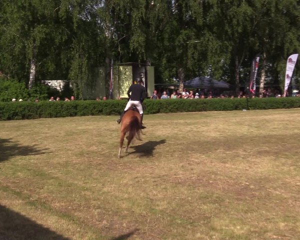 Reitturnier Wustrow 2023