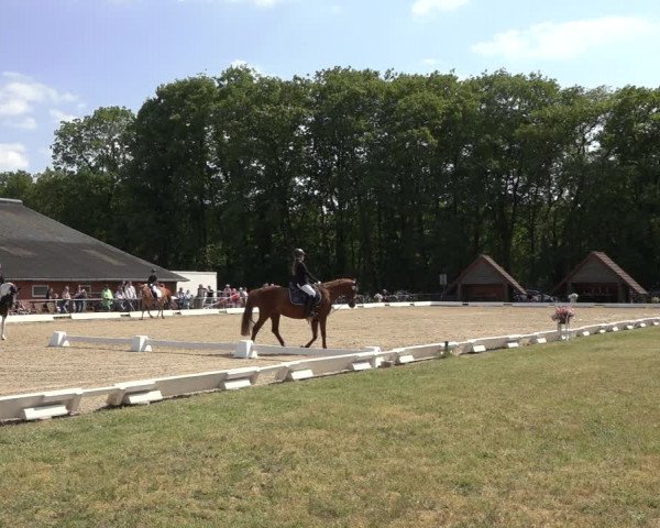 Reitturnier Mettingen 2023