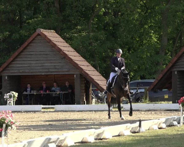 Reitturnier Mettingen 2023