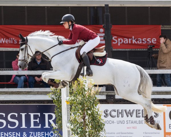 jumper Mylord Mulalo (Holsteiner, 2013, from Mylord Carthago)
