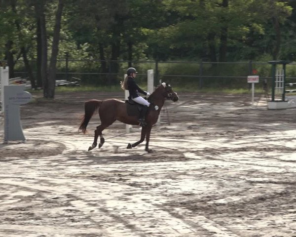 Reitturnier Mettingen 2023