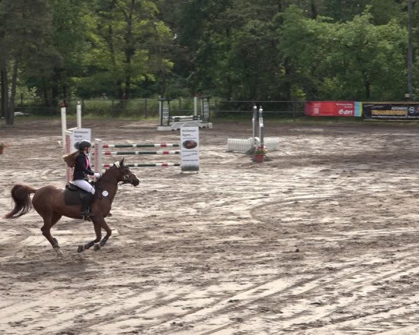 Reitturnier Mettingen 2023