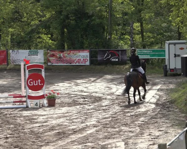 Reitturnier Mettingen 2023