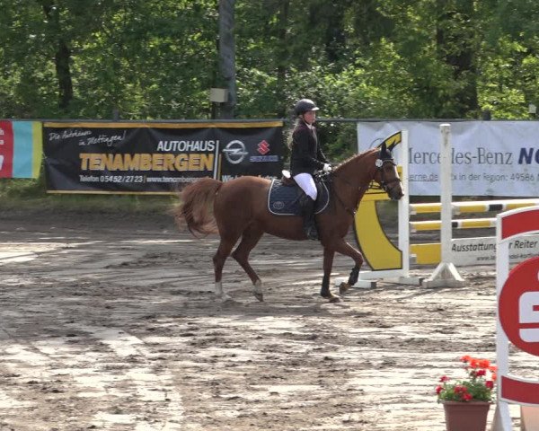 Reitturnier Mettingen 2023
