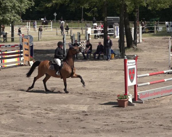 Reitturnier Mettingen 2023