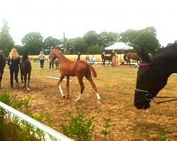 Horse Hengst von Waugh xx / Rocky Lee (Oldenburger, 2022, from Waugh xx)