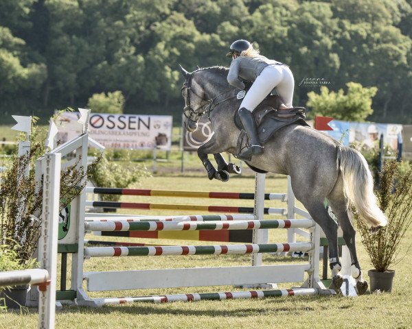 jumper Eloise La Plume (Oldenburg show jumper, 2019, from Cidane)