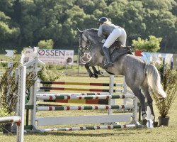 jumper Eloise La Plume (Oldenburg show jumper, 2019, from Cidane)