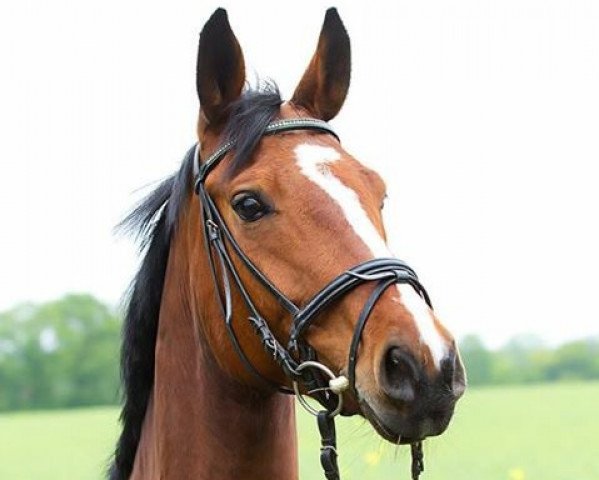 Pferd Fiona von der Geest (Westfale, 2007, von Fanconi 2) Pferd Fiona von der Geest (Westfale, 2007, von Fanconi 2)