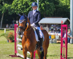 dressage horse Little Lord 101 (Württemberger, 2013, from Lord Leopold 7)