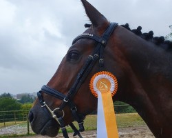 broodmare Katana 15 (Westphalian, 2016, from Kannan)