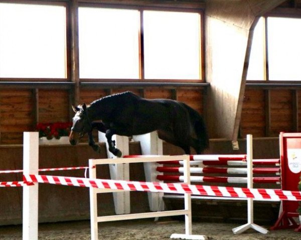 jumper Drunky (Oldenburg show jumper, 2019, from Dia Corrado)