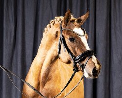 stallion Hjk Coleur's Rubin (German Riding Pony, 2020, from Coleur de Luxe K)
