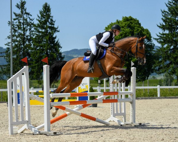 jumper Chelsy (Holsteiner, 2015, from Casall Ask)