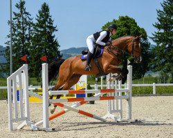 jumper Chelsy (Holsteiner, 2015, from Casall Ask)