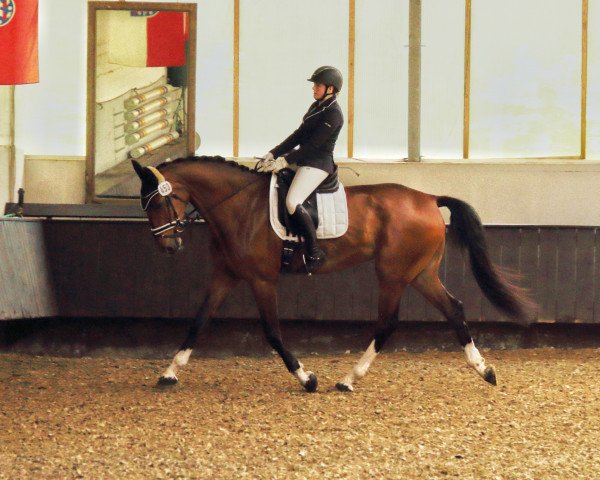dressage horse High Fly Loui (Westphalian, 2018, from VDL Harley)