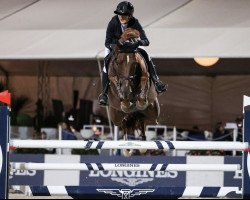 jumper Echos Son Z (Zangersheide riding horse, 2011, from Echo van het Spieveld)